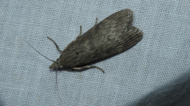 Microlepidoptera - Molylepkék Microlepidoptera - Molylepkék