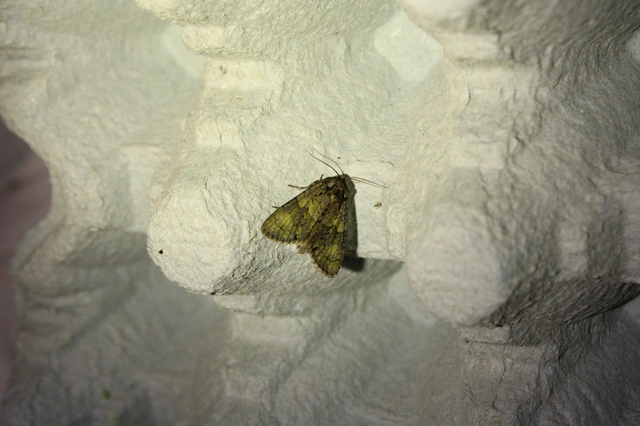 Craniophora ligustri - fagyalbagoly