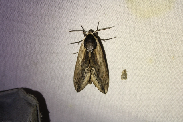 Sphinx ligustri - fagyalszender