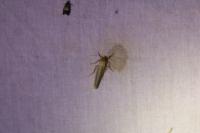 Eilema complana - közönséges zuzmószövő