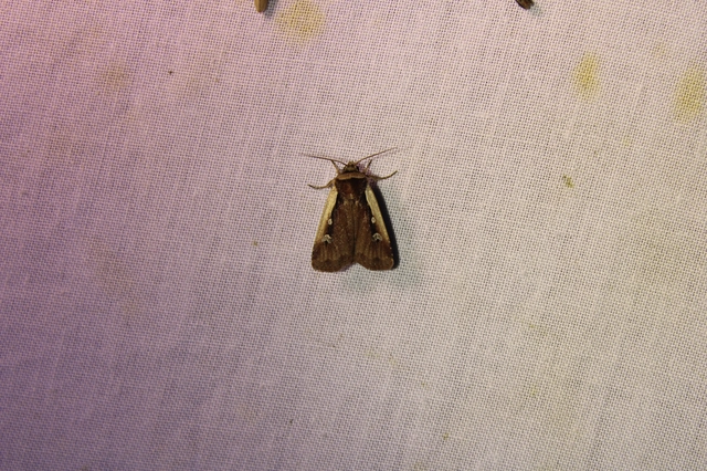 Ochropleura plecta - fehérszegélyű fűbagoly