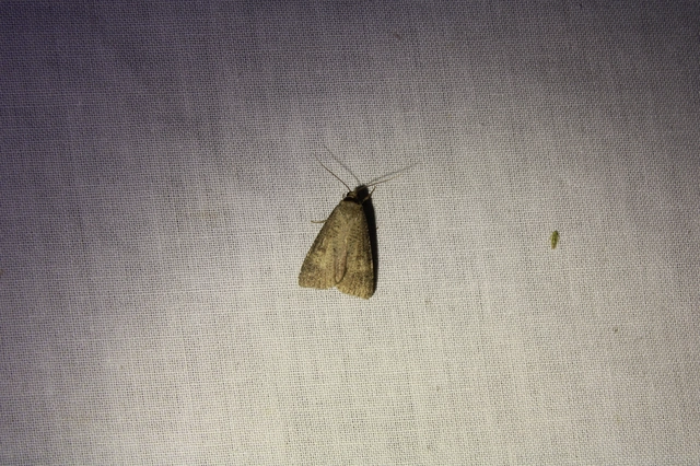 fekete csüdfűbagoly - Lygephila procax