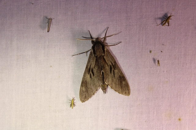 Hyloicus pinastri - fenyőszender