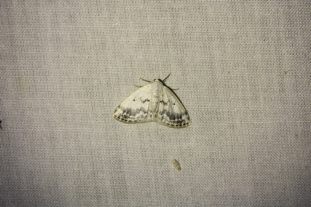 Lomographa temerata - foltos fehéraraszoló