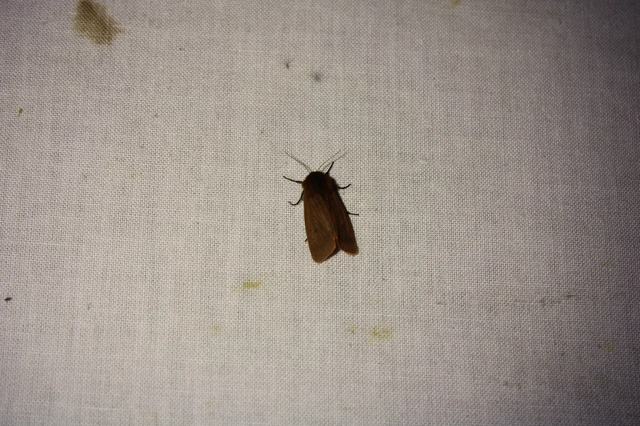 Phragmatobia fuliginosa - füstös medvelepke