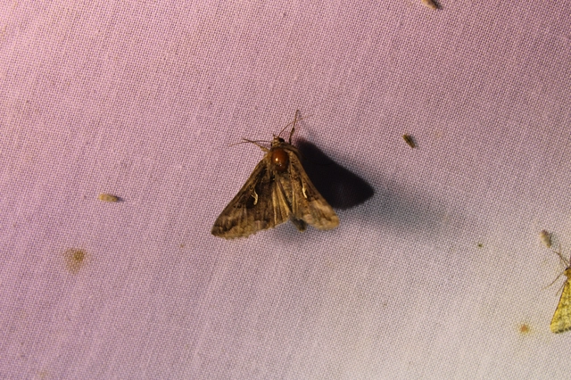 Autographa gamma - gammalepke