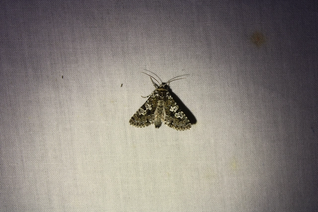 hármasfoltú bagoly - Lamprosticta culta