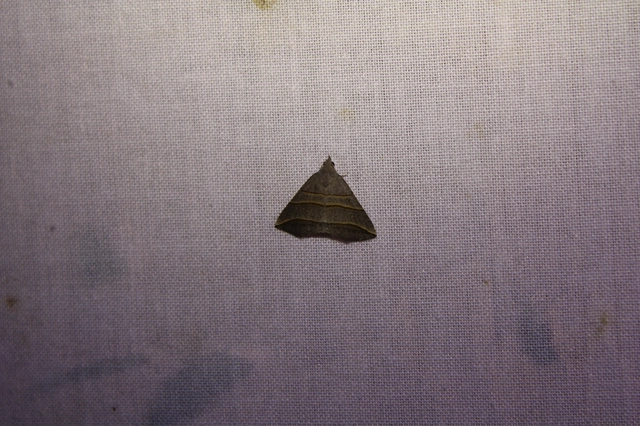 Colobochyla salicalis - háromsávos törpebagoly