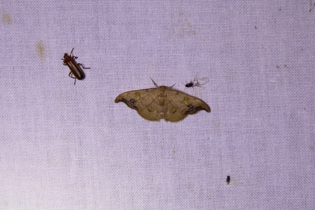 Sabra harpagula - hársfa-sarlósszövő