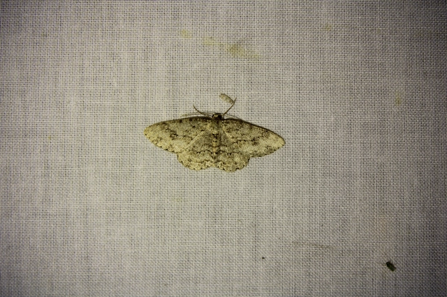 Ectropis crepuscularia - avararaszoló