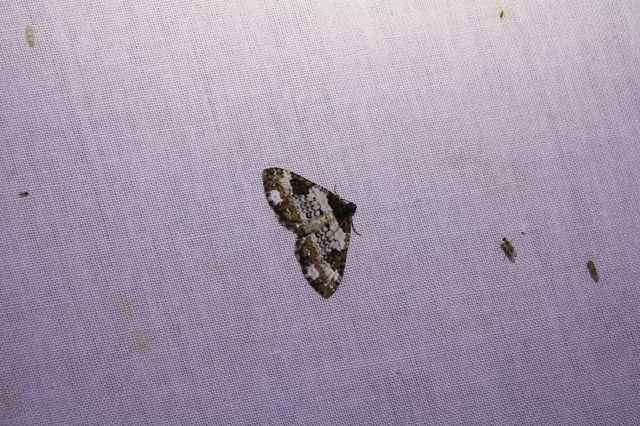 hullámos tarkaaraszoló - Melanthia procellata