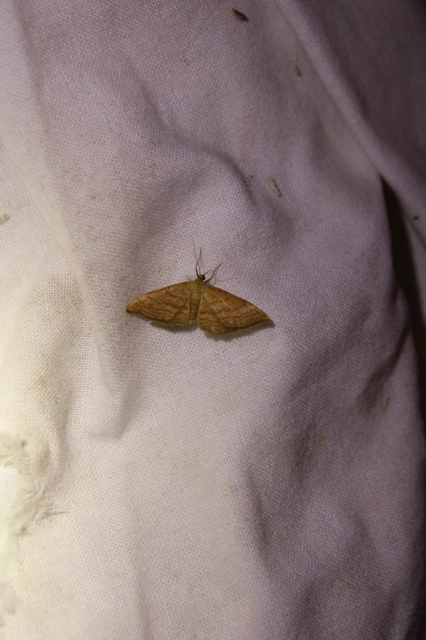 Idaea ochrata - okkerszínű sávosaraszoló