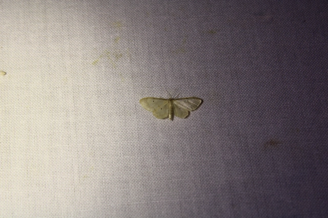 Idaea politaria - vonalas apróaraszoló