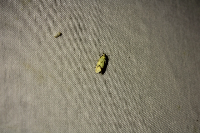 Agapeta hamana - közönséges sárgamoly