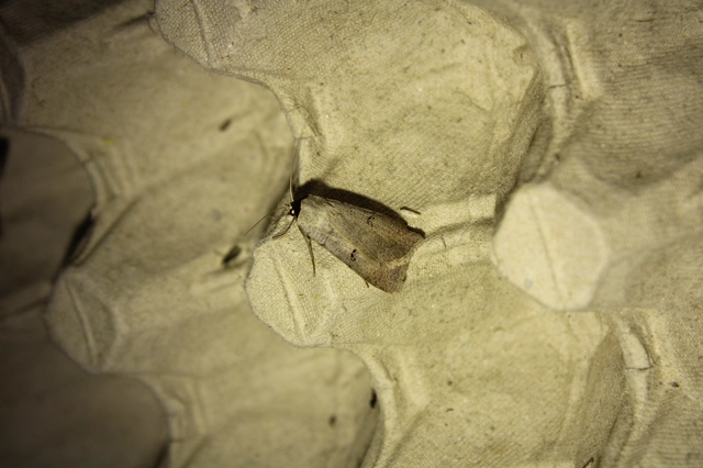 Lygephila craccae - gyakori csüdfűbagoly
