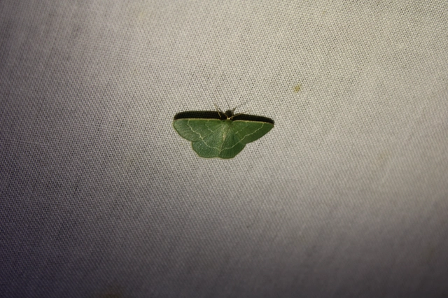 Chlorissa cloraria - sárgászöld araszoló