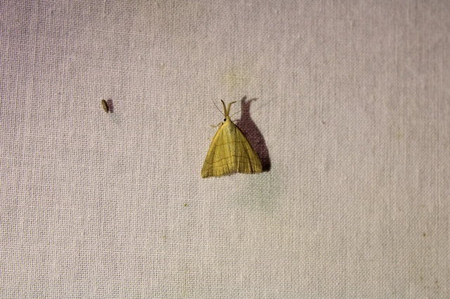 Polypogon tentacularia - sötétaljú karcsúbagoly