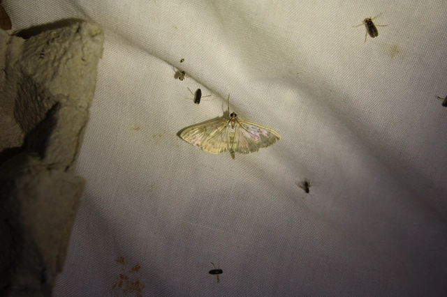 Patania ruralis - csalánevő tűzmoly