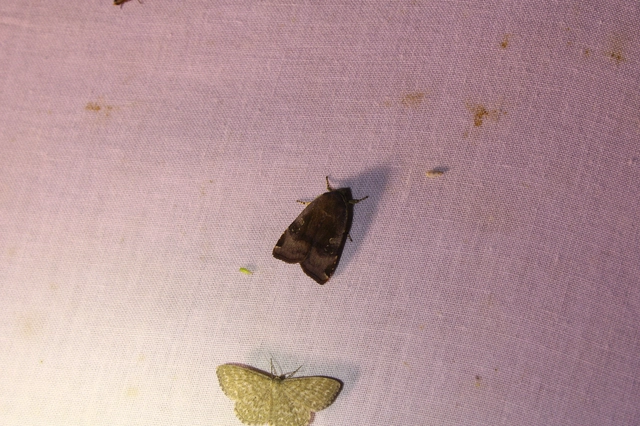 Noctua janthe/janthina