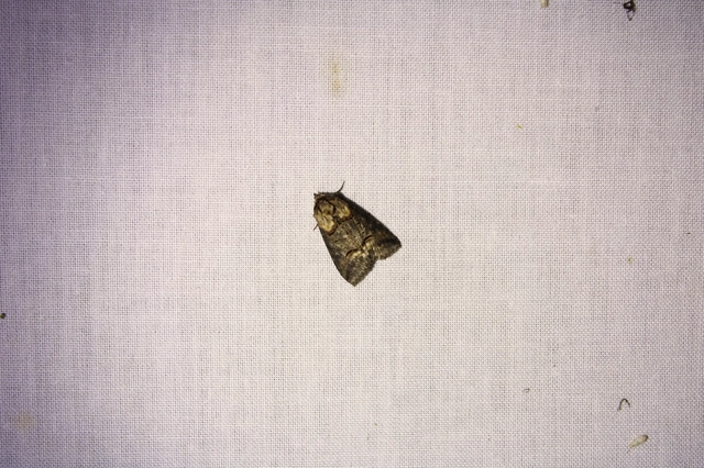 Abrostola triplasia - közönséges csalánbagoly