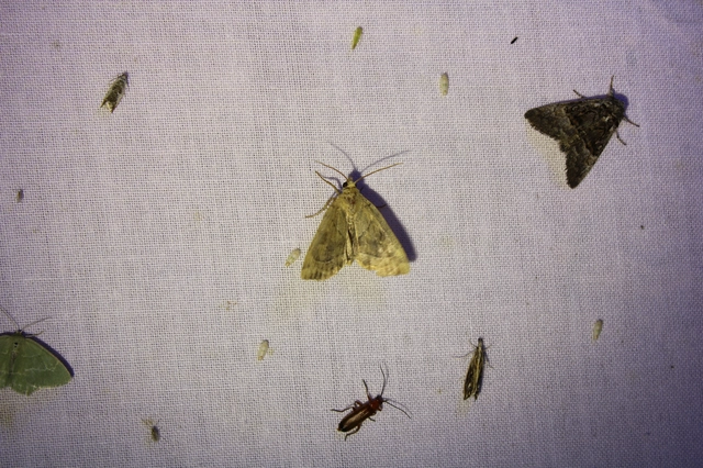 Cosmia trapezina - közönséges lombbagoly