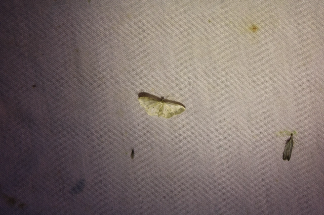 Idaea politaria - vonalas apróaraszoló