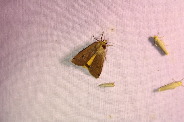 Noctua pronuba - nagy sárgafűbagoly