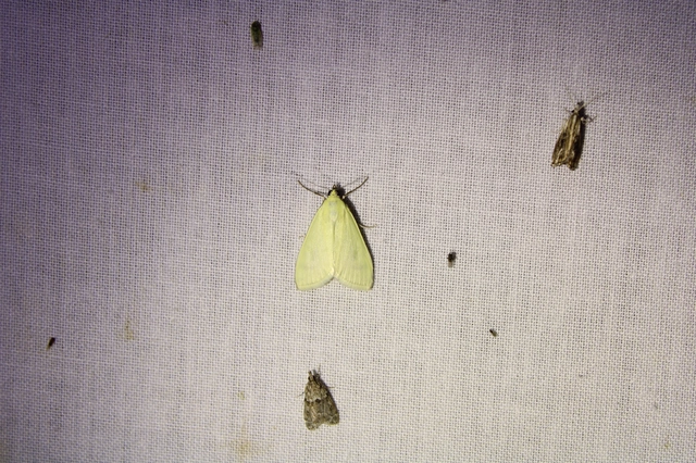 Sitochroa palealis - kénszárnyú dudvamoly