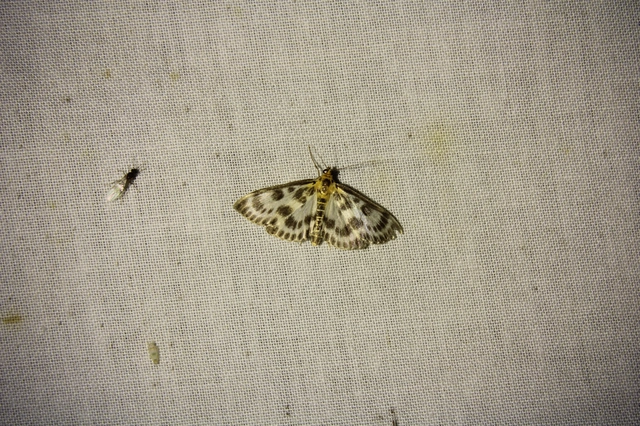 Anania hortulata - tarka csalánmoly