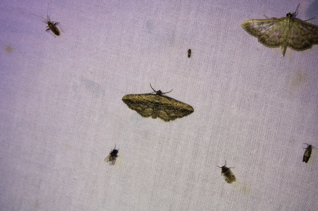 tarka iszalagaraszoló - Horisme vitalbata