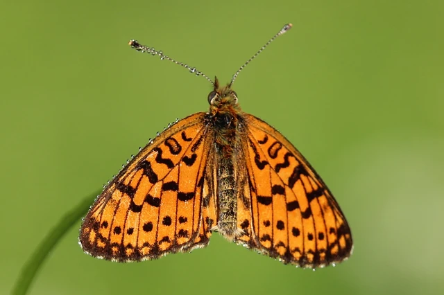 Boloria selene - fakó gyöngyházlepke