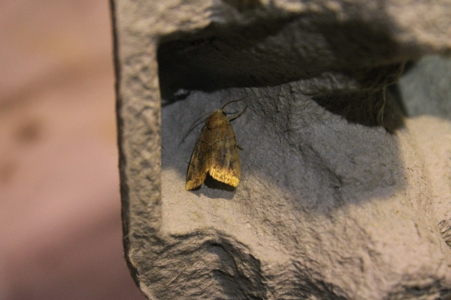 Cosmia trapezina - közönséges lombbagoly