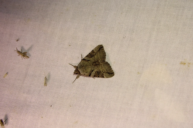 Catocala hymenaea - kökény-övesbagoly