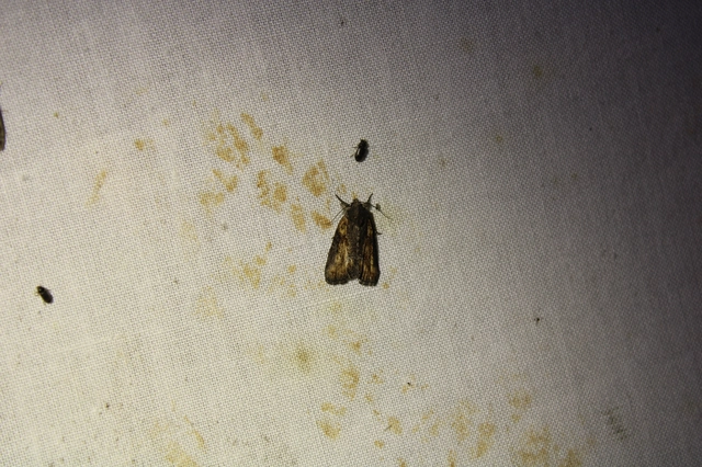 Bryophila raptricula/felina