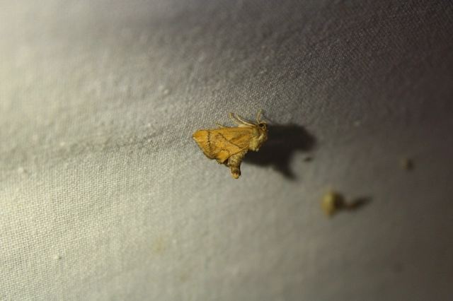 Apoda limacodes - kagylólepke