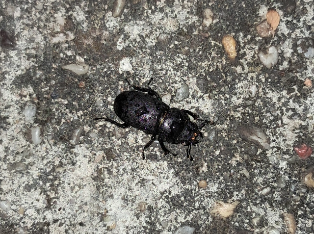 Dorcus parallelipipedus - kis szarvasbogár