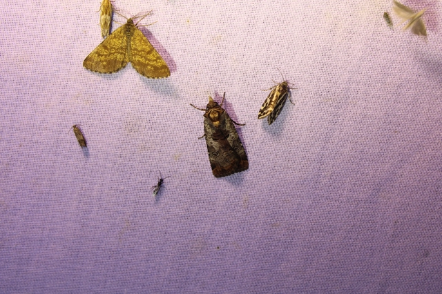 Epilecta linogrisea - karcsú sárgafűbagoly