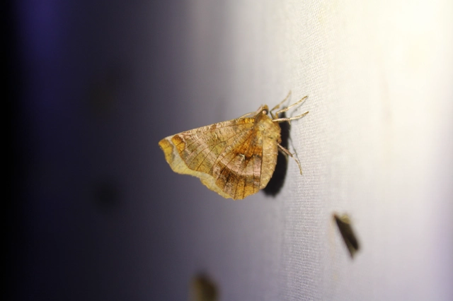 Selenia dentaria - kétfoltos holdasaraszoló