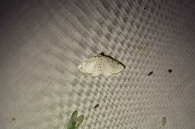 Lomographa bimaculata - kétpontos fehéraraszoló