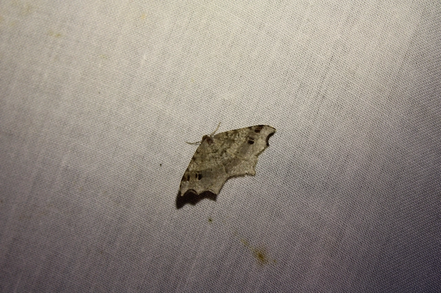 Macaria alternata - közönséges szürkearaszoló
