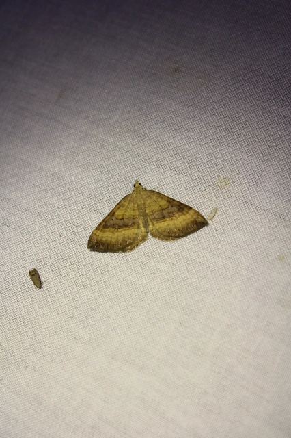 Scotopteryx chenopodiata - libatop-araszoló