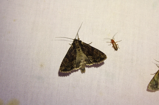 nagy dudvabagoly - Apamea monoglypha