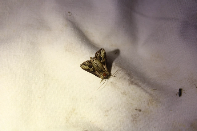 Actinotia polyodon - nagy sugarasbagoly