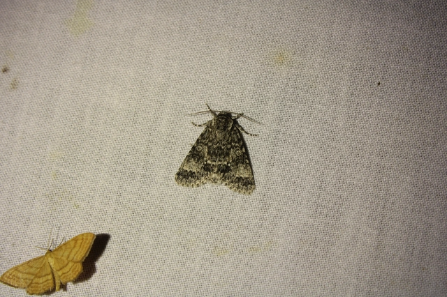 Acronicta megacephala - nagyfejű szigonyosbagoly