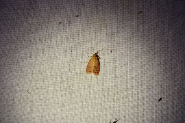 Miltochrista miniata - piros medvelepke