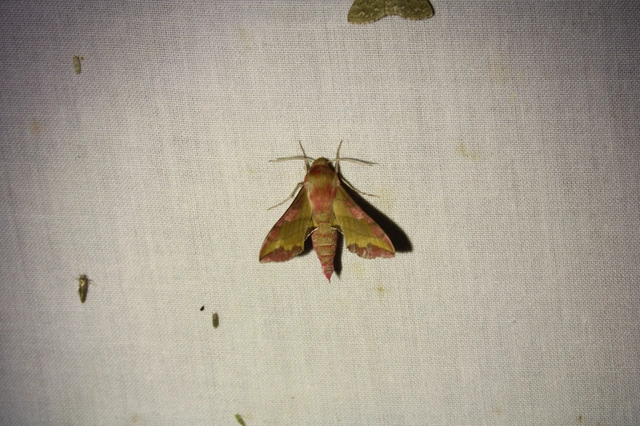 Deilephila porcellus - piros szender