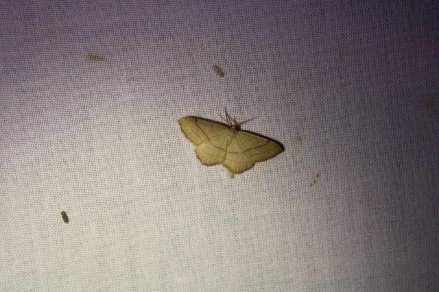 Rhodostrophia vibicaria - pirosszélű araszoló