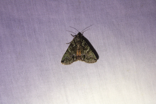 Polyphaenis sericata - selyemfényű erdeibagoly