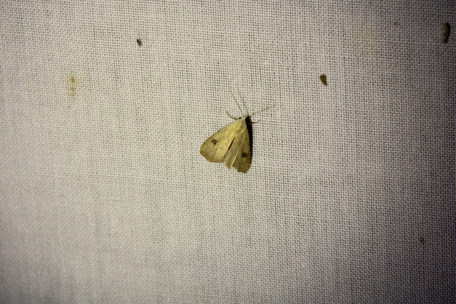 Rivula sericealis - selymes lórombagoly