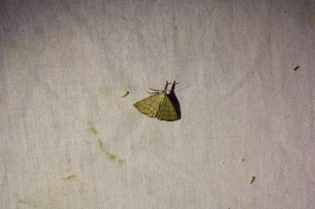 Polypogon tentacularia - sötétaljú karcsúbagoly
